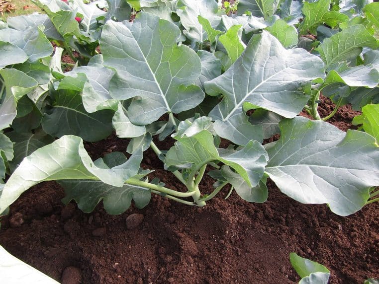 Florettes de brocoli en gros plan