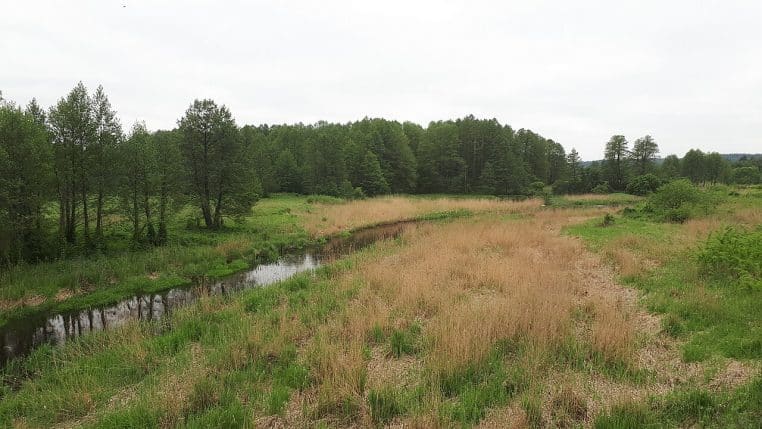 Rivière formant la frontière Pologne–Biélorussie au milieu des arbres