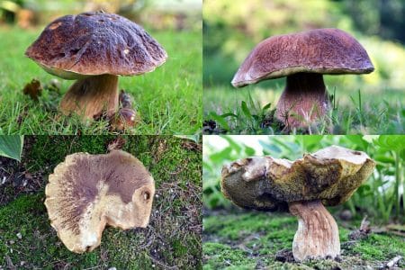 Cèpes adultes photographiés en plan large sur sol forestier, avec feuilles et mousses en arrière-plan.