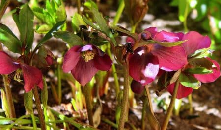 hellebore purple, hellebore, flower background, spring, spring flowers, nature, beautiful flowers, flower, flower wallpaper, plant, garden, leaf