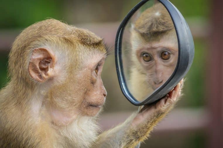 monkey, mirror, stare, thinking, brown thinking, brown mirror, brown think, monkey, monkey, monkey, monkey, monkey, mirror