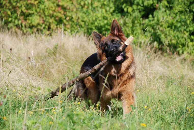 shepherd dog, dog, domestic animal, pet, animal, dog breeds, friend, animal portrait, portrait, nature, attentive, to play, dog head, eyes, head, leisure time
