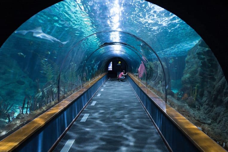 shark tunnel, aquarium, loropark, underwater, aquarium, aquarium, aquarium, aquarium, aquarium