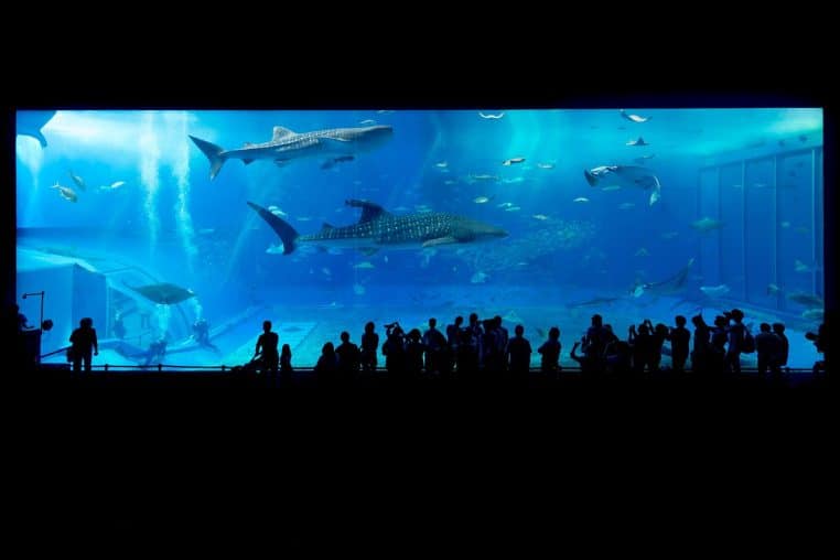 aquarium, sharks, okinawa, japan, fish tank, animals, marine animals, nature, people, crowd, aquarium, aquarium, aquarium, aquarium, aquarium
