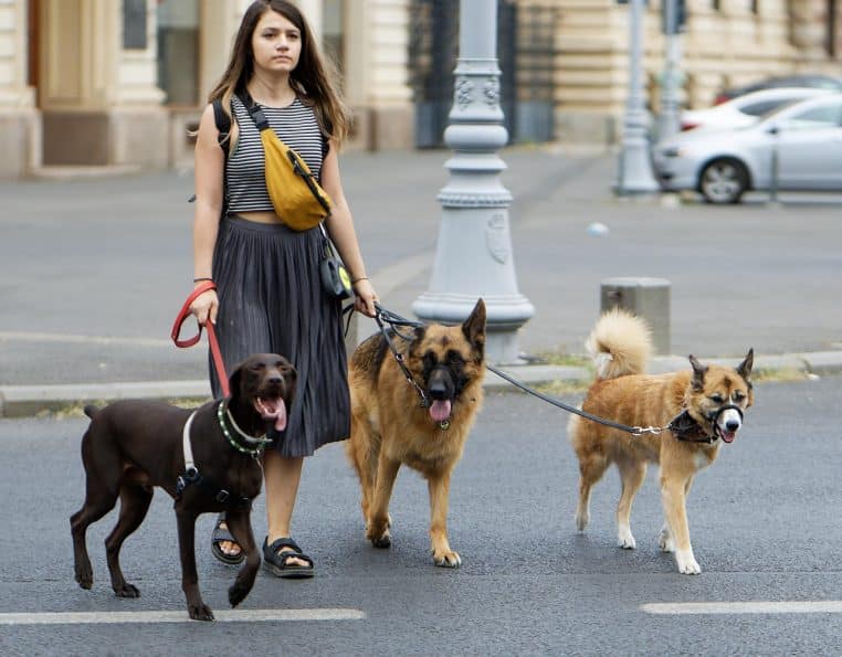 woman, dog walker, dogs, pets, animals, canine, walking, street, nature, urban, city