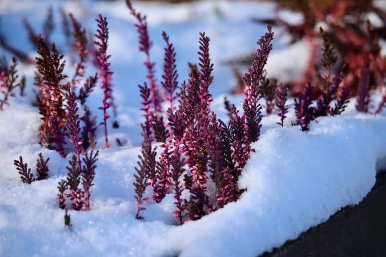 erika, winter heath, winterblueher, covered in snow, pink flowers, pagan, plant, winter, snow, inflorescences, nature, planting