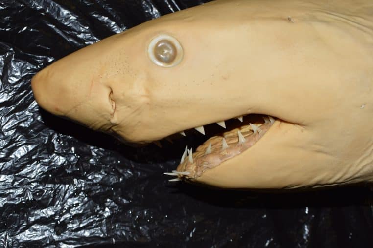 Jeune grand requin blanc albinos présenté sur table.