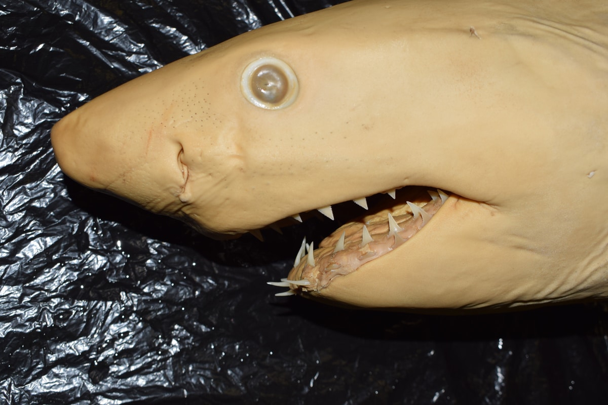 Jeune grand requin blanc albinos présenté sur table.