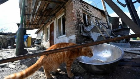 Animaux Guerre Ukraine