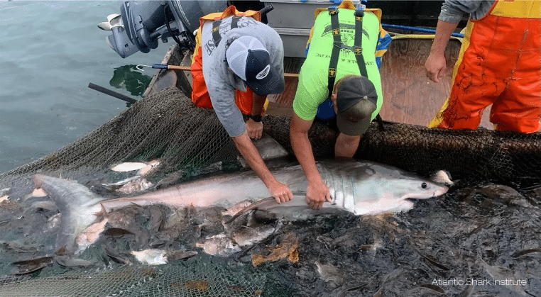 Gros plan sur un grand requin blanc tenu pour examen scientifique à bord.