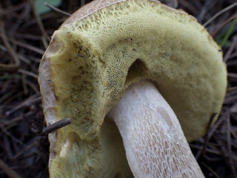 Cèpe de Bordeaux mature au pied d’aiguilles de pin, chapeau brun et pied trapu en sous-bois, pris en plan rapproché horizontal.