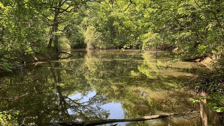 Petit étang (Laquet de Lutché) entouré de pins dans la forêt de Bouconne.