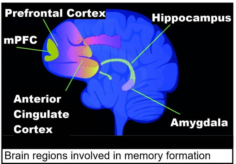 Schéma d’un cerveau avec hippocampe, amygdale, cortex préfrontal et cingulaire mis en évidence.