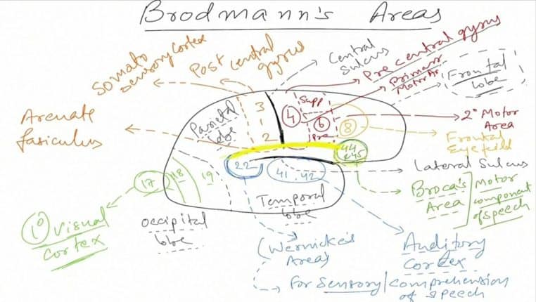 Illustration en couleur des aires de Brodmann sur un cerveau humain, vue latérale.