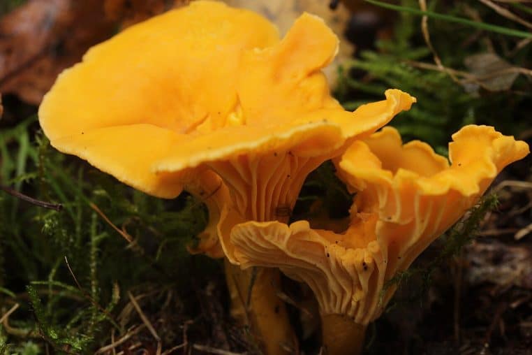 Girolles jaune vif émergeant entre mousse et feuilles, chapeaux incurvés et plis visibles sous les lamelles.