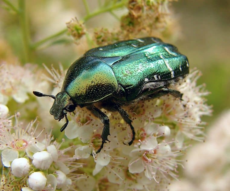 Cétoine dorée en gros plan, carapace vert métal.