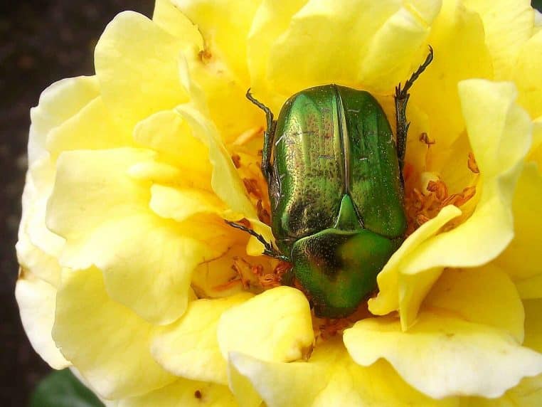 Cétoine dorée sur une rose en Estonie.