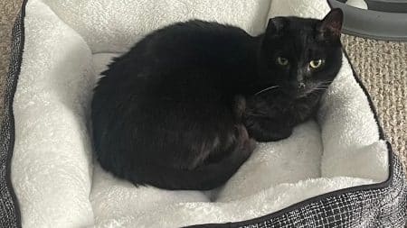 Chat Vinny Mort