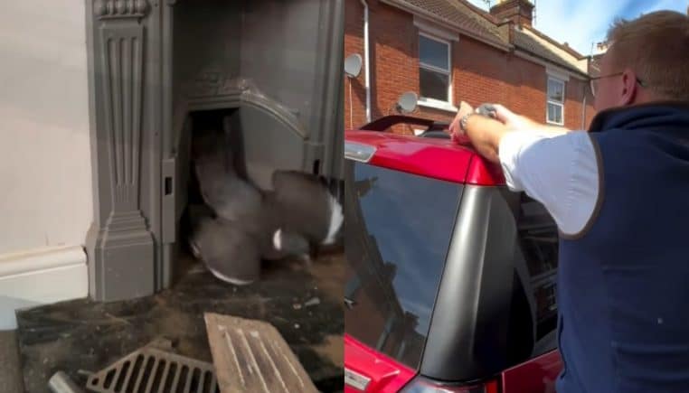 Pigeon coincé dans une cheminée