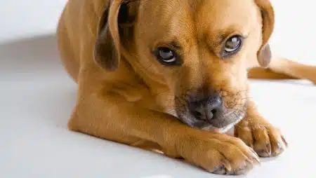 Chien Habitude Bizarre