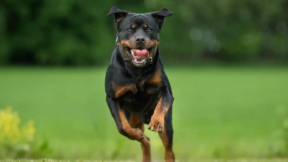 Chien Rottweiler enrage