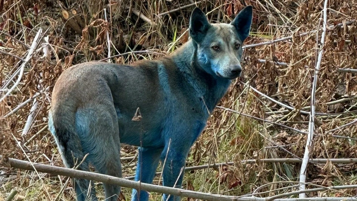Chiens Bleus Tchernobyl