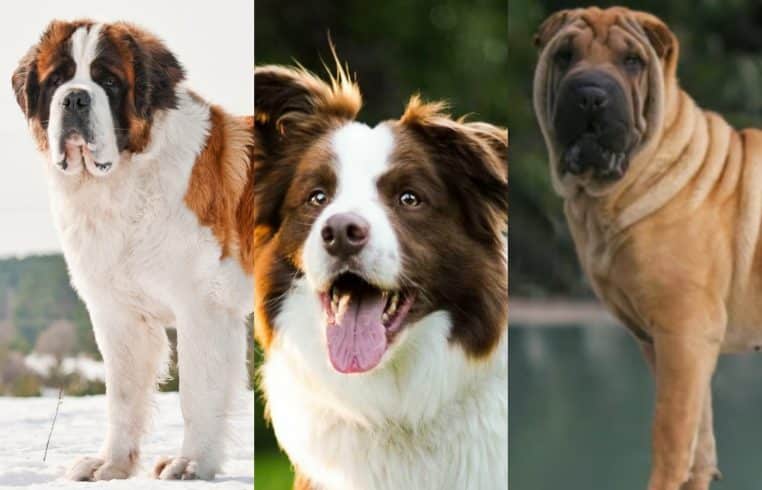 Chiens races à éviter