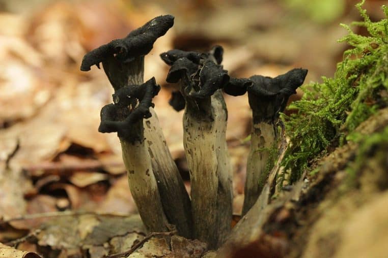 Touffe de trompettes-de-la-mort gris noir dressées en entonnoirs, serrées sur litière de feuilles dans un sous-bois.
