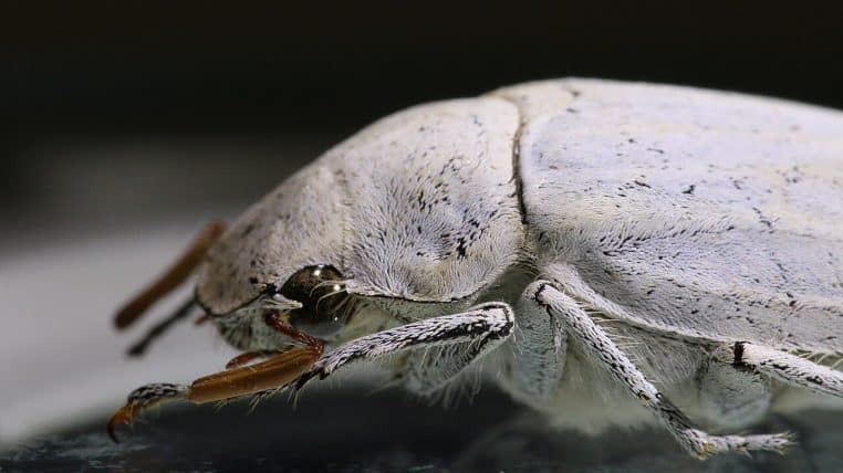 Photo horizontale très détaillée d’un scarabée Cyphochilus, corps clair et texture des élytres parfaitement visible.