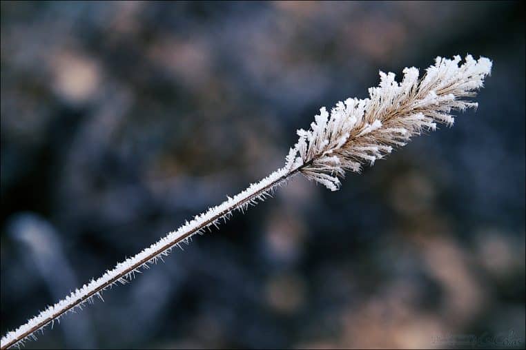 Vignes et herbes couvertes de givre