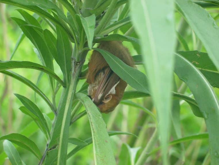 Chauve-souris rousse suspendue, roulée dans la verdure, fourrure rougeâtre et taches blanches aux épaules, mimant une feuille.
