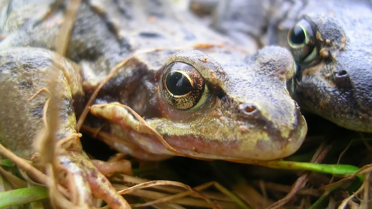 Femme Grenouilles Consequences