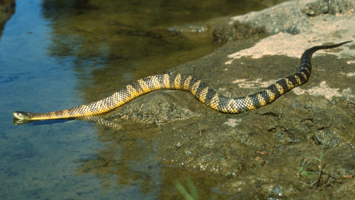 Fille Serpent Morsure