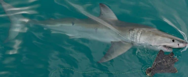 Grand requin blanc mâle surgissant près de la surface, attiré par un leurre en forme de phoque, éclaboussures visibles autour de la tête.