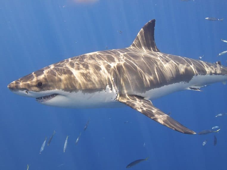 Gros plan d’un grand requin blanc, gueule entrouverte, en Atlantique.