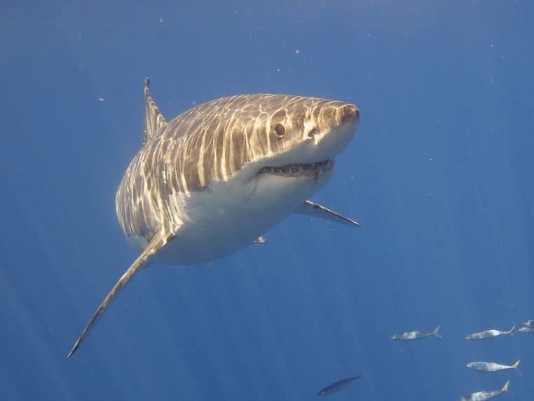 Requin blanc en eaux bleues, vue en légère contre-plongée.