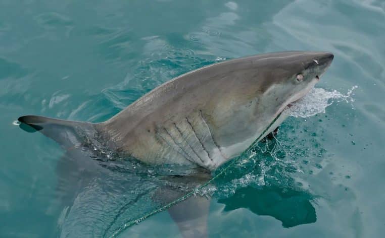 Grand requin blanc émergeant près d’une embarcation, peau grise contrastant avec l’eau turquoise, détail des cicatrices sur le flanc.