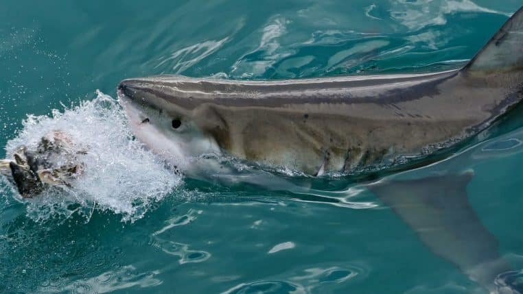 Profil d’un grand requin blanc en pleine eau, photographié en Afrique du Sud, avec texture du dos visible et regard dirigé vers la caméra.