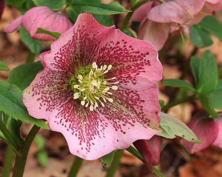 Fleur d’Helleborus orientalis aux motifs rosés.