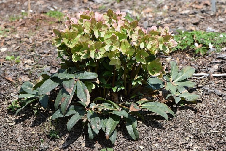 Inflorescences crème veinées de vert d’Helleborus × ericsmithii.