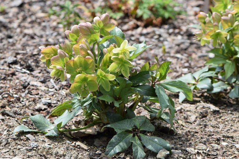 Touffe d’Helleborus × ericsmithii ‘Malory’