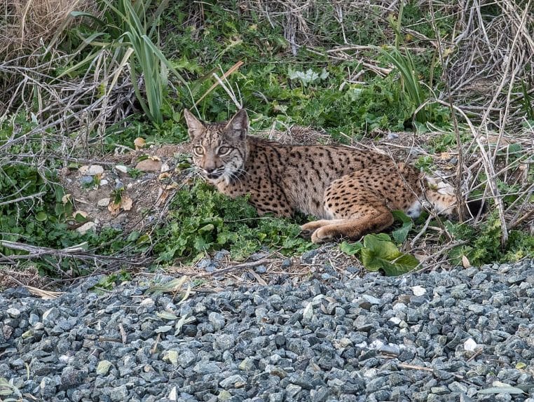 Portrait serré d’un lynx ibérique au repos, oreilles dressées et favoris marqués, prise en milieu méditerranéen.