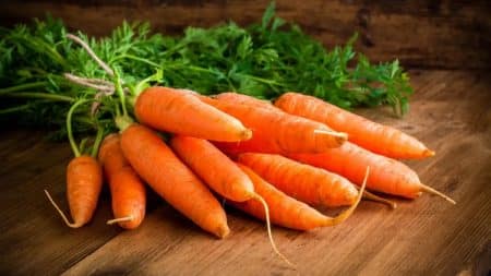 Legume Carotte
