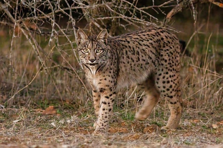 Lynx ibérique adulte marchant dans une clairière d’Andalousie, profil gauche net et favoris visibles, lumière douce de fin d’après-midi.