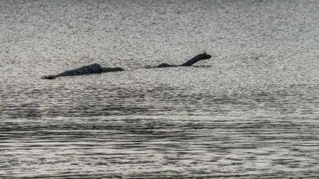 Loch Ness Mystere