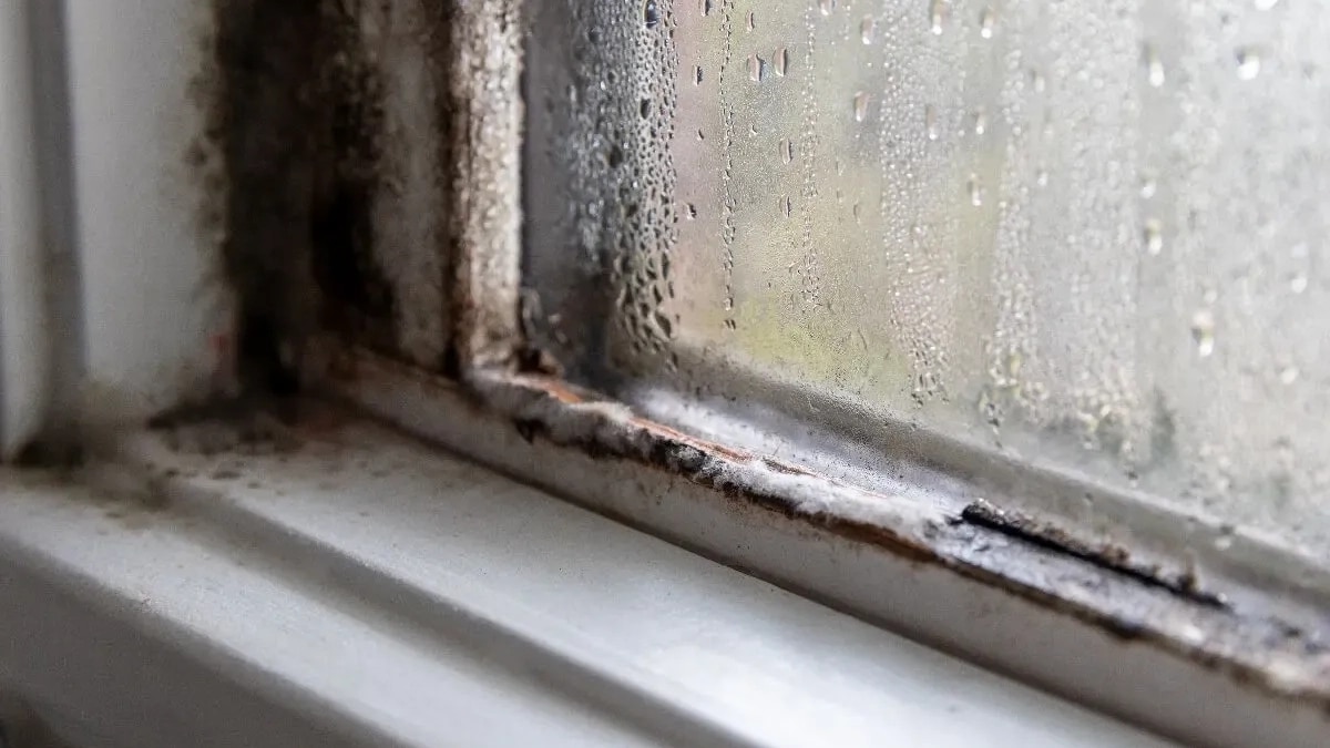 Maison Moisissure Fenetres