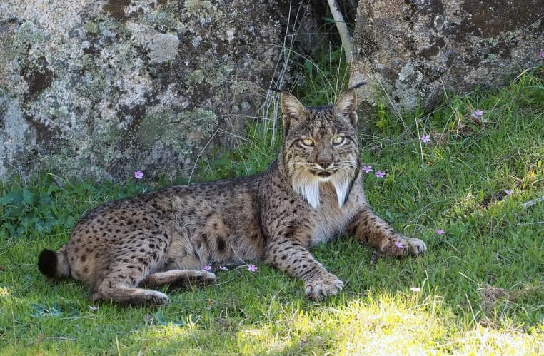 Lynx ibérique mâle immobile dans les fourrés, profil droit net, vibrisses visibles, arrière-plan végétal.