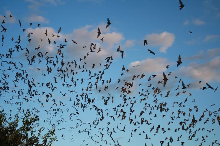 Des centaines de molosses du Brésil s’envolent en nuée au-dessus de Bracken Cave au crépuscule, silhouettes sombres sur ciel bleu nuageux.