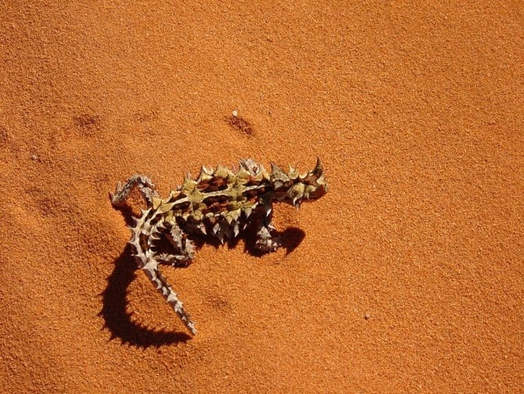 Moloch horridus sur le sable : le lézard qui utilise la capillarité de ses pattes pour acheminer l’eau vers sa bouche