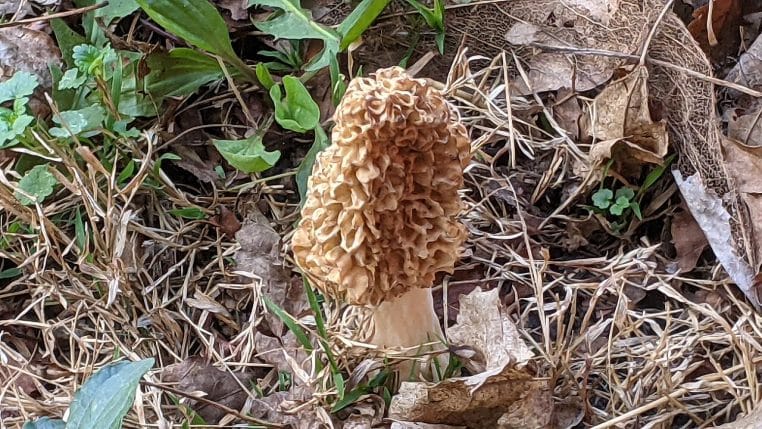 Morille au chapeau alvéolé émergeant du sol riche en humus, photographiée au ras de la litière.